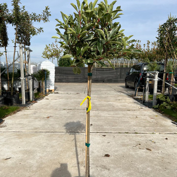 Photinia Pink Marble Photinia Pink Marble