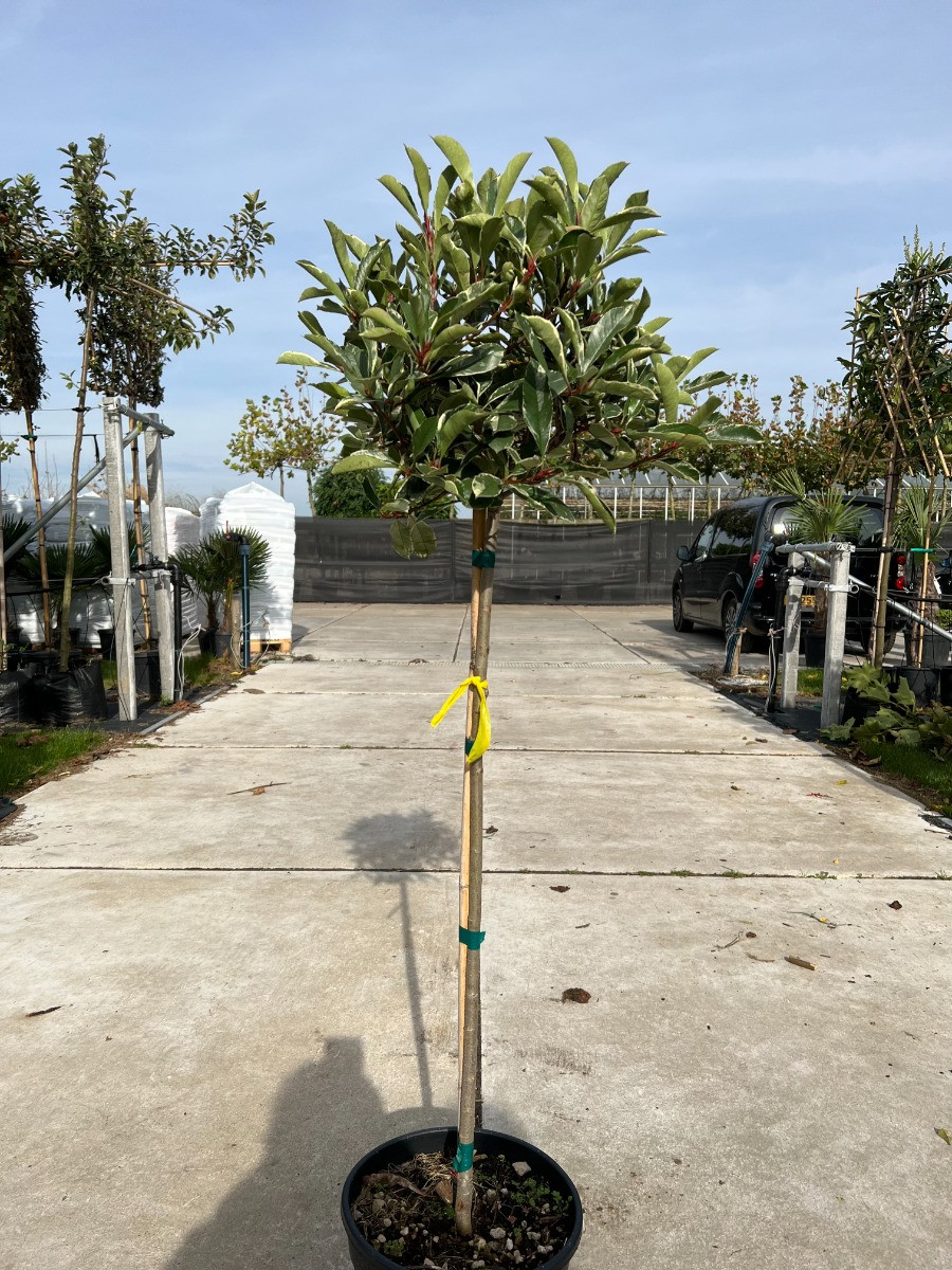 Glanzmispel Pink Marble