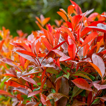 Glansmispel Glansmispel