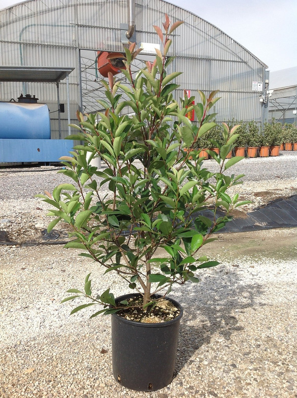 Glanzmispel kaufen| Photinia serrulata Red Robin | Aus unserer eigenen  Grtnerei!