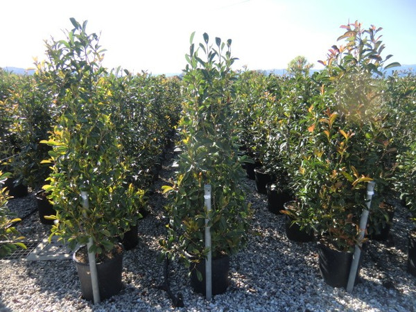 gummibaum frost Gummibaum (Ficus elastica) 'Robusta' kaufen
