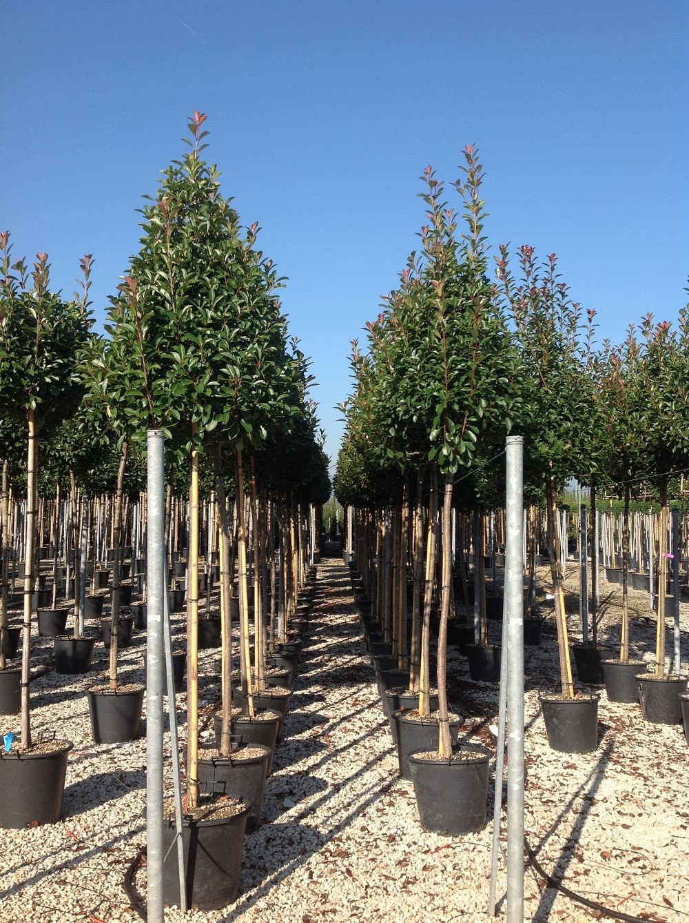Photinia fraseri Red Robin 12/14