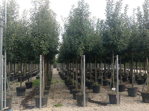 Glanzmispel kaufen | Photinia Fraseri Red Robin' | Bestellen Sie direkt  aus unserer Baumschule!