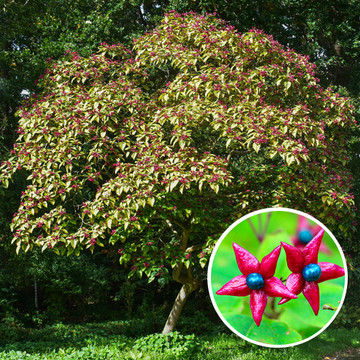 Pindakaasboom Pindakaasboom