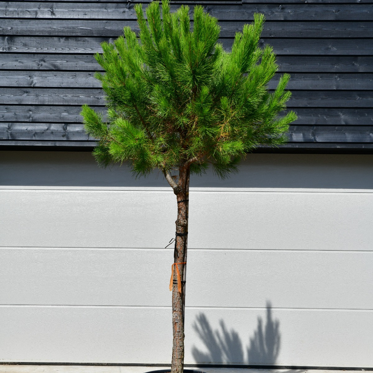 Pinus pinea