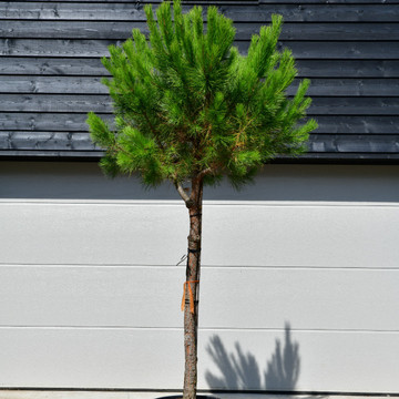 Pinus pinea Pinus pinea