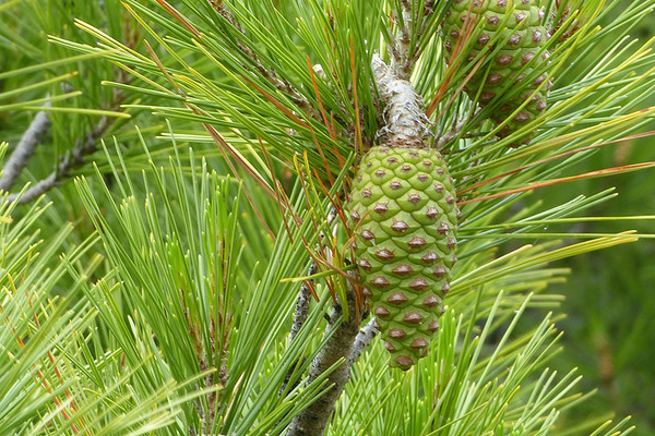 Pinus pinea - Schirmpinie 