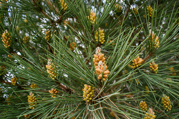 Pinus pinea - Schirmpinie 