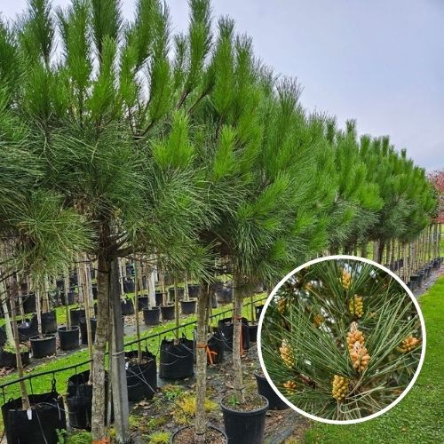 Pinus pinea