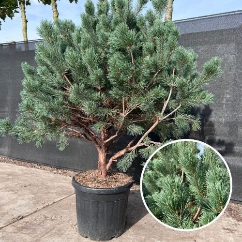 Pinus sylvestris ‘Watereri’