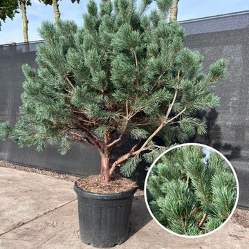 Pinus sylvestris ‘Watereri’ Pinus sylvestris ‘Watereri’
