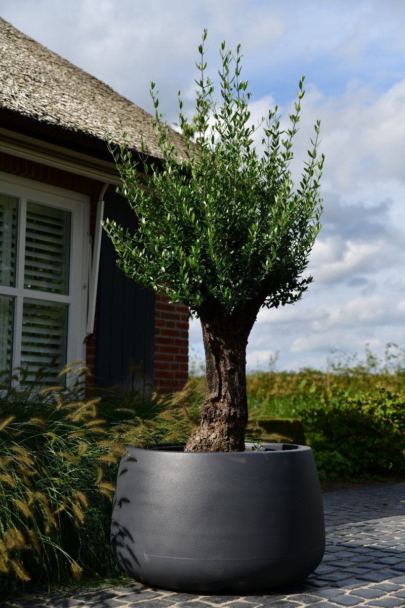 Plantenbak Koert antraciet met een olijfwilg
