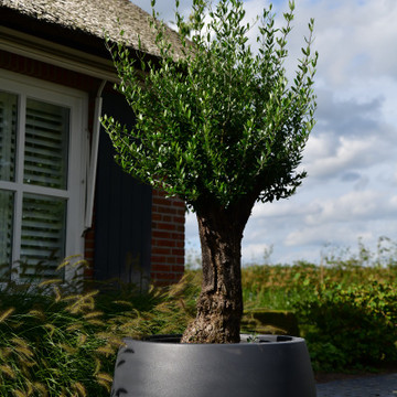 Plantenbak Koert antraciet met een olijfwilg Plantenbak Koert antraciet met een olijfwilg