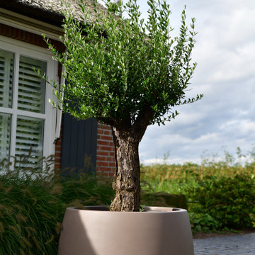 Plantenbak Koert met een Olijfwilg Plantenbak Koert met een Olijfwilg