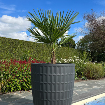 pflanzkübel hoch outdoor anthrazit
 pflanzkübel hoch outdoor anthrazit