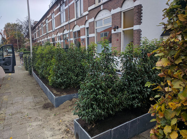 Portugiesischer Kirschlorbeer | Prunus Angustifolia | Schon ab 2