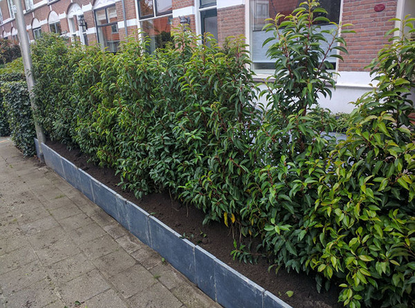 lonicera caprifolium winter Lonicera Winter Beauty main image 0