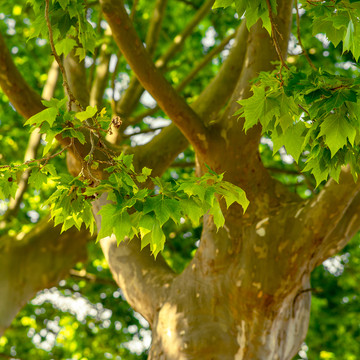 Platane Hochstamm - Platanus Hispanica Platane Hochstamm - Platanus Hispanica