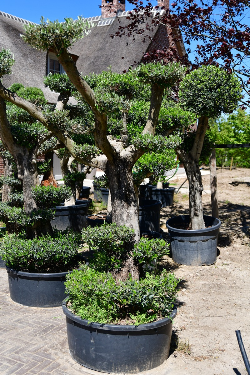 Olijfboom Plato - Colorado XXL