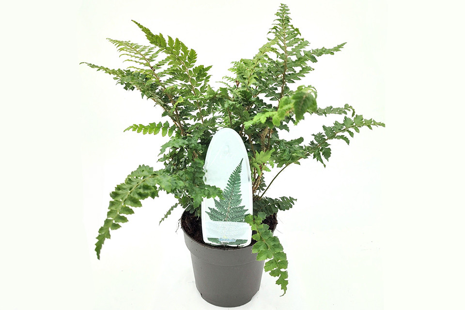 Polypodium polyblepharum - Niervaren