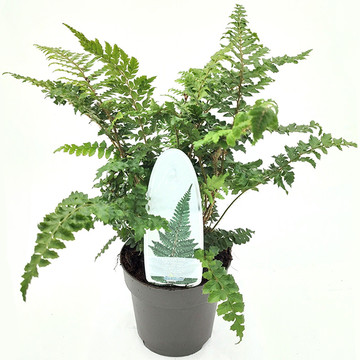 Polypodium polyblepharum - Niervaren Polypodium polyblepharum - Niervaren