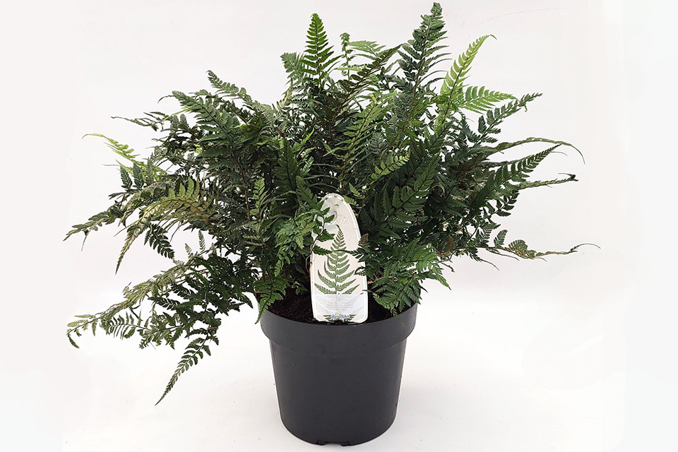 Polypodium tsus-simense