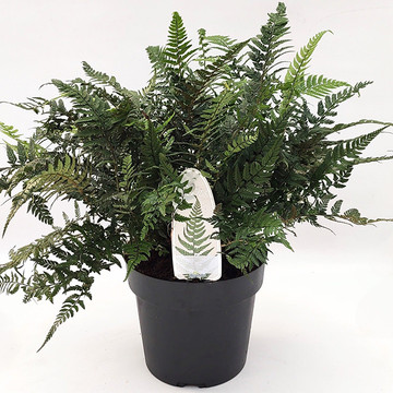 Polypodium tsus-simense Polypodium tsus-simense