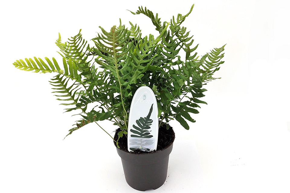 Polypodium vulgare - Gewone Eikvaren 