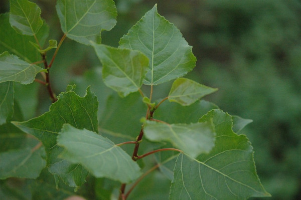 Blad Italiaanse Populier
