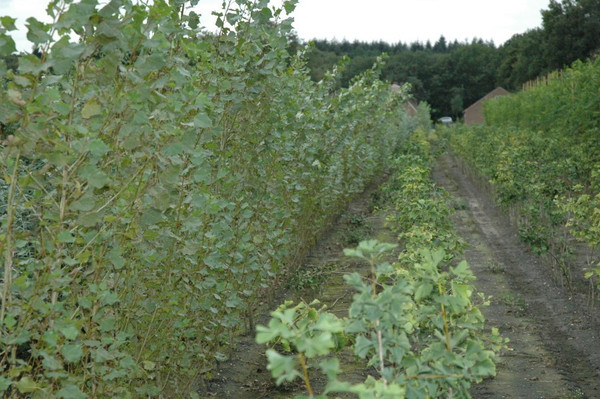 Populus  Nigra Italica op kwekerij