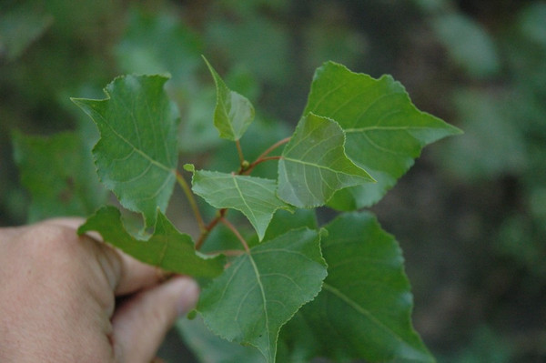 Blad Populus Nigra Italica