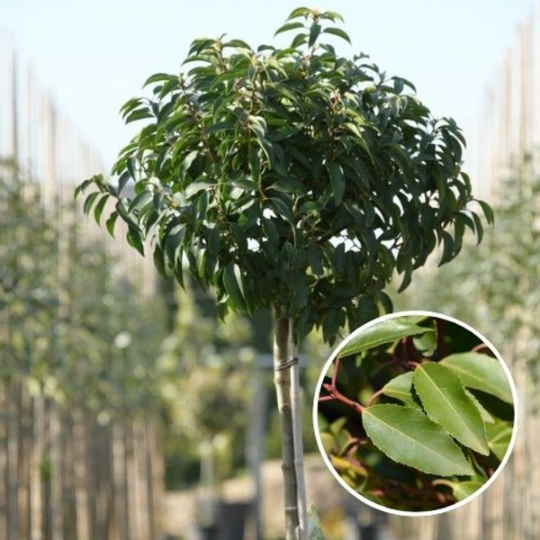 thai monstera constellation 6