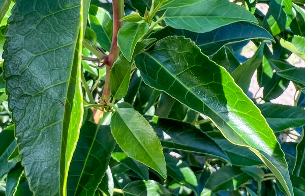 Portugiesischer Kirschlorbeer blatt
