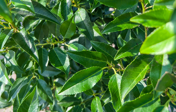 prunus lusitanica 'Angustifolia