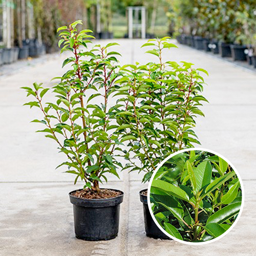 Portugese Laurier haagplanten in pot