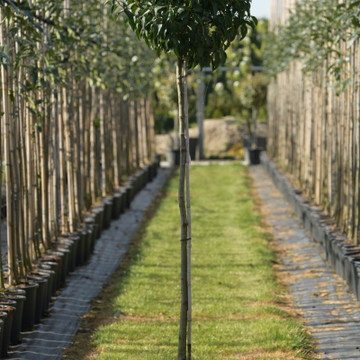 Portugese Laurier bol op stam
 Portugese Laurier bol op stam