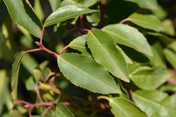 preise für kirschlorbeer Portugiesischer Kirschlorbeer – Prunus lusitanica 'Angustifolia' (Heck –  Blupf by Kitzinger