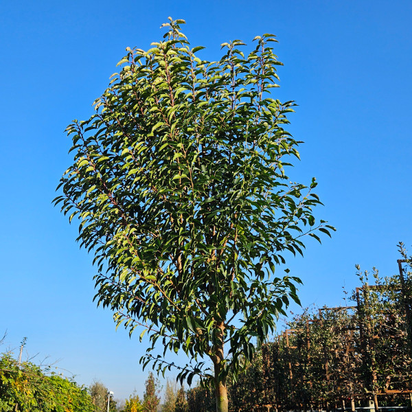 Portugiesischer Kirschlorbeer Baum | Einfach online kaufen