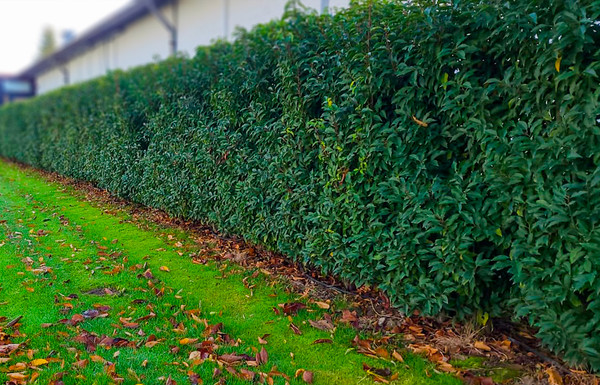 Portugiesischer Kirschlorbeer | Prunus Angustifolia | Schon ab 2