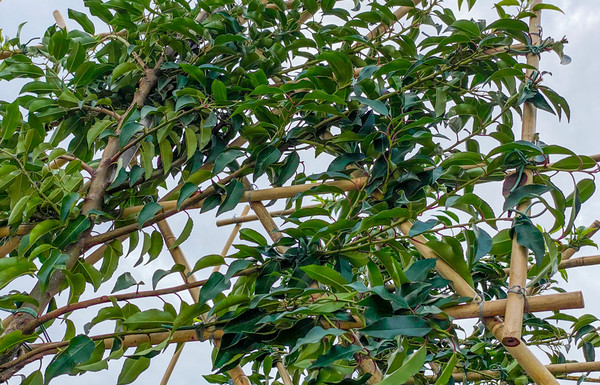 Portugiesischer Kirschlorbeer Spalierbaum