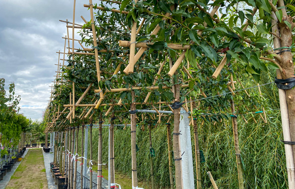Portugiesischer Kirschlorbeer kaufen spalierbaum