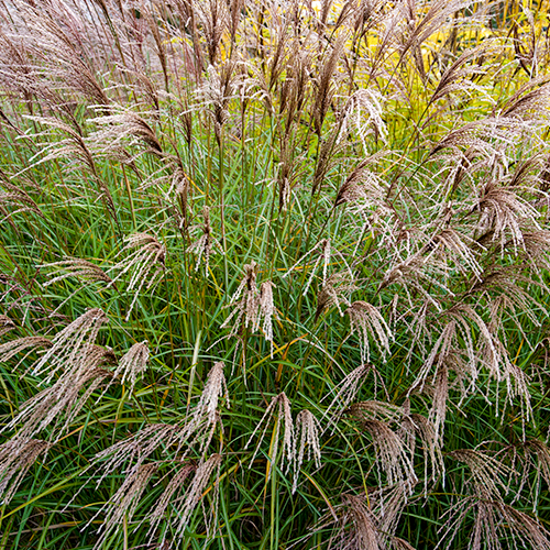 Miscanthus sinensis Yakushima dwarf close up