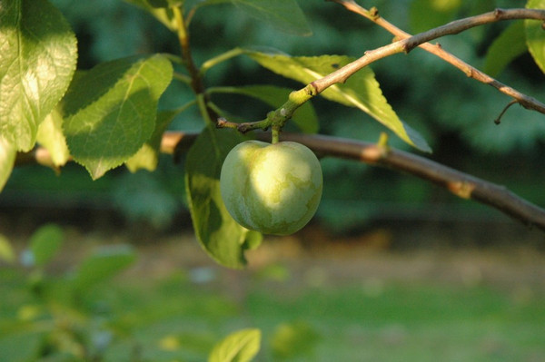 Prunus domestica 'Reine Claude Verte'

