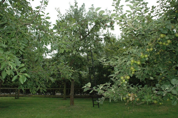 Pflaumenbaum Reine Claude Verte