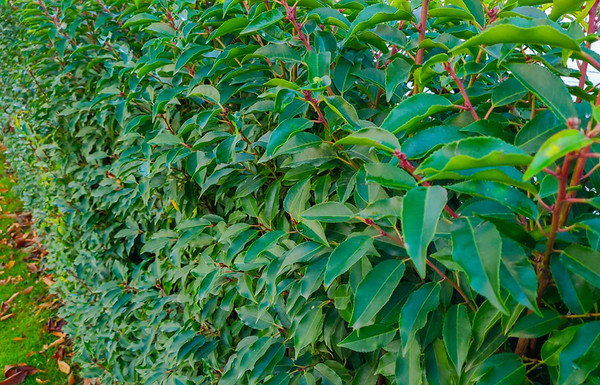 Portugiesischer Kirschlorbeer | Prunus Angustifolia | Schon ab 2
