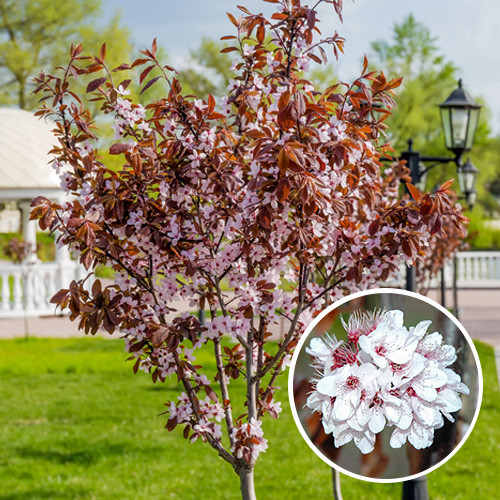 Prunus cerasifera 'Nigra' 10-12