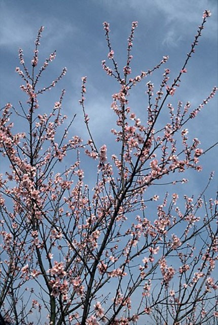 Amandelboom Dulcis Robijn halfstam
