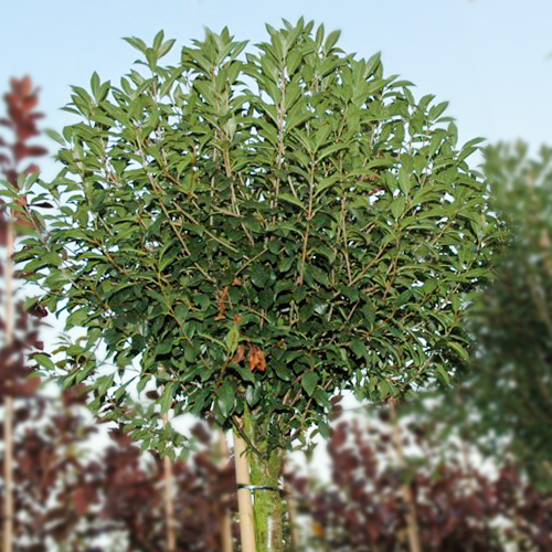Prunus eminens 'Umbraculifera'
