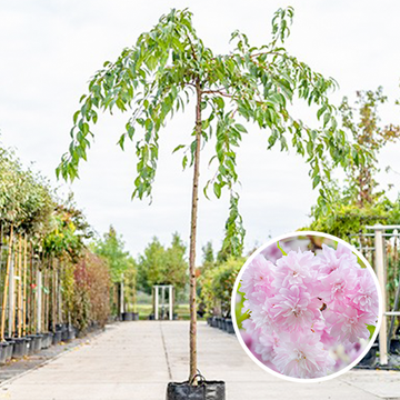 Prunus Kiku-Shidare Prunus Kiku-Shidare