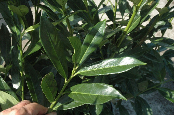 hoja monstera Monstera deliciosa – Magic Valley Gardens main image 0